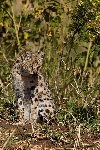 115 Tanzania, Ngorongoro Krater, serval.jpg